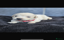 Golden Retriever dogs for sale: Gorgeous kc golden retrievers  - Image 12