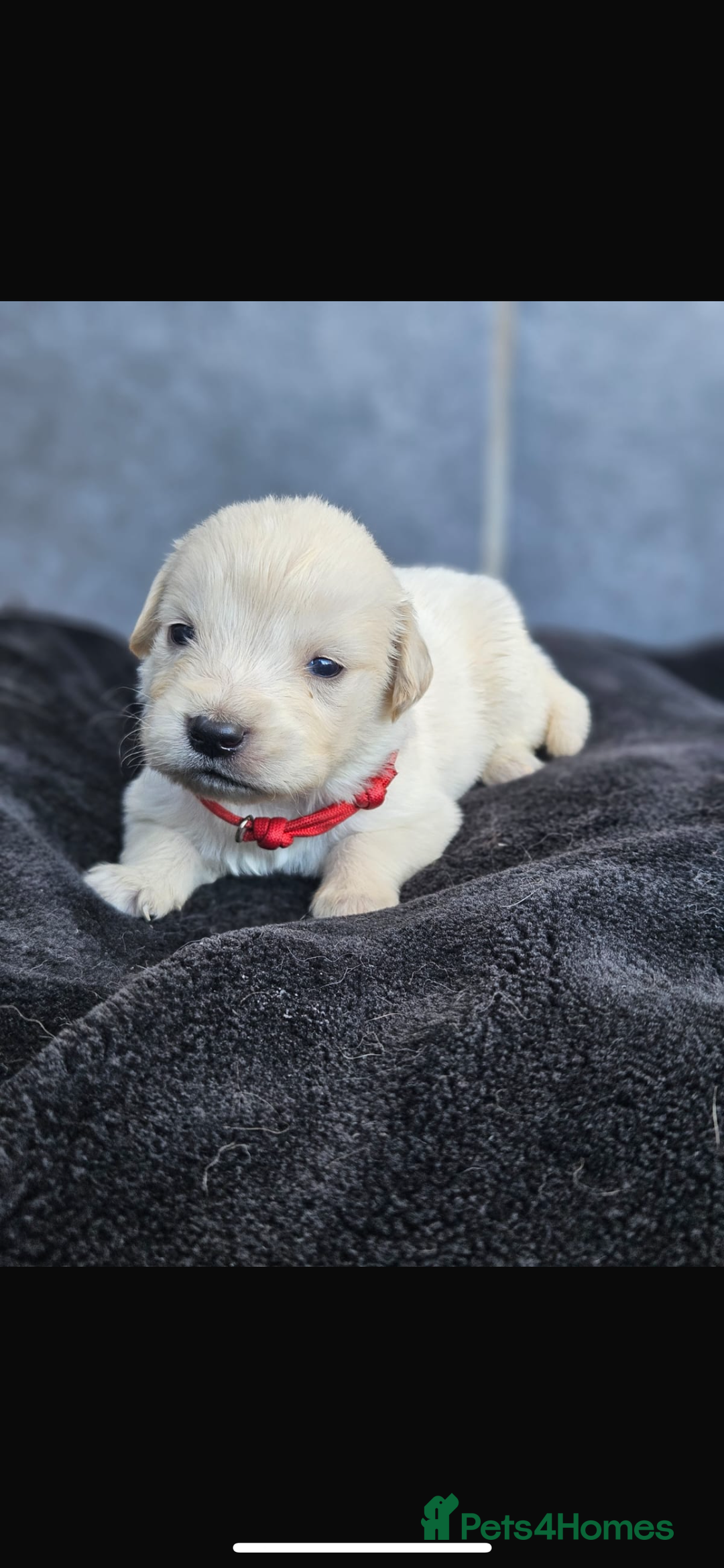 Golden Retriever dogs for sale: Gorgeous kc golden retrievers  - Image 12