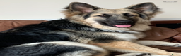 German Shepherd dogs for sale: 2 German shepherds - Advert 7