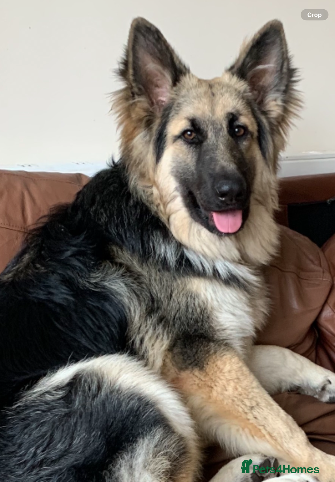 German Shepherd dogs for sale: 2 German shepherds - Advert 7