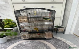 Parakeets birds for sale: 2 beautiful male and female kakarikis  - Image 7