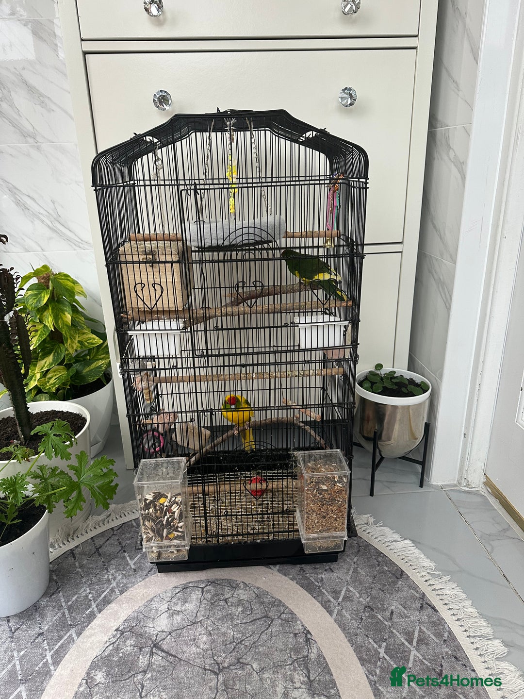 Parakeets birds for sale: 2 beautiful male and female kakarikis  - Image 7