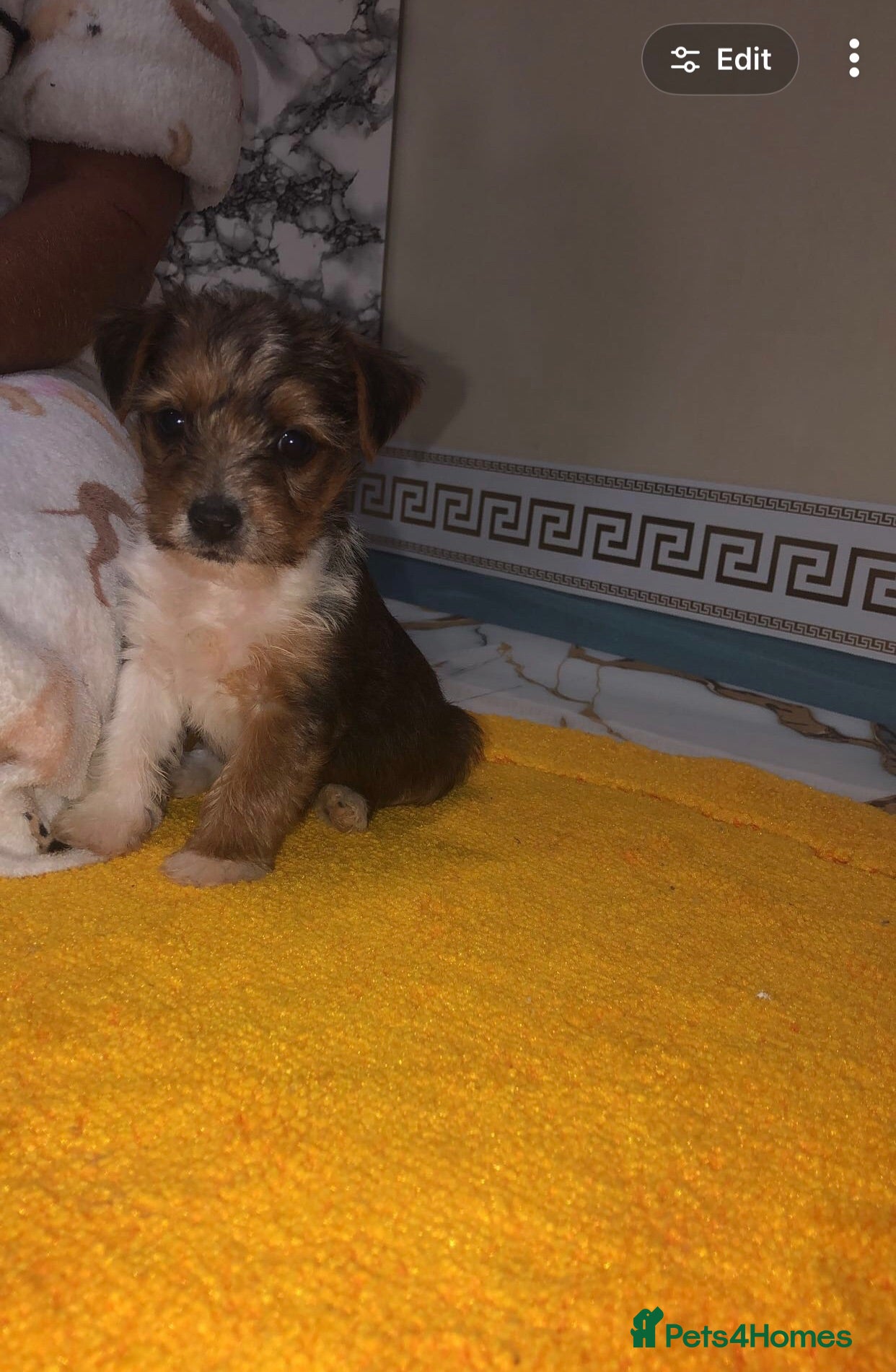 Mixed Breed dogs 2 beautiful girls  - Advert 1