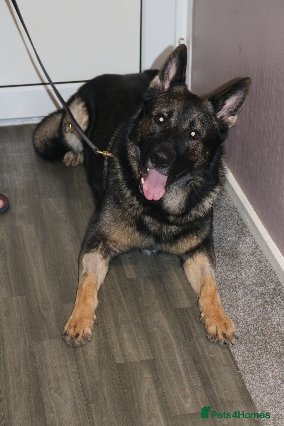 German Shepherd dogs for stud: Working line German shepherd for stud  - Advert 4