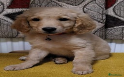 Mixed Breed dogs for sale: Cockapoo cross puppies  - Image 5