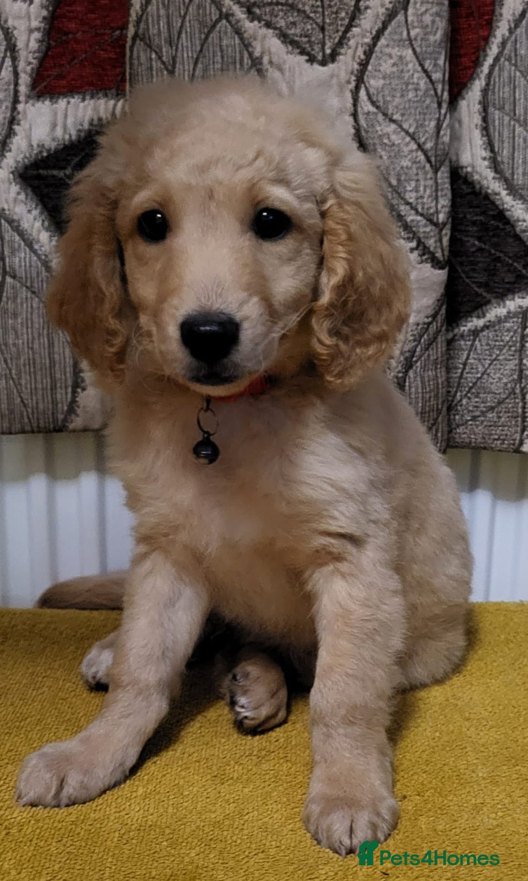 Mixed Breed dogs for sale: Cockapoo cross puppies  - Image 5