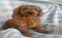 Cockapoo dogs for sale: Stunning F1b Toy Cockapoo puppy 🐶 now 1 Boy left  - Image 6