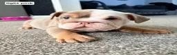 English Bulldog dogs for sale: 4 beautiful bulldog puppies for sale in Sunderland - Advert 9