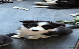 Border Collie dogs for sale: Beautiful border collie puppy - 1 girl ready to go - Image 9