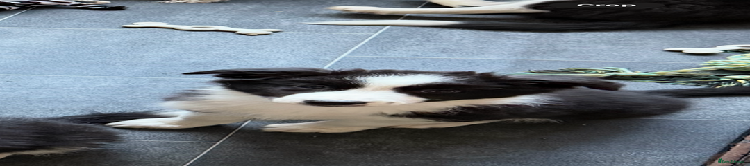 Border Collie Puppy 7