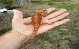 Bearded Dragon reptiles for sale: Bearded Dragon Red Monster line  - Image 4
