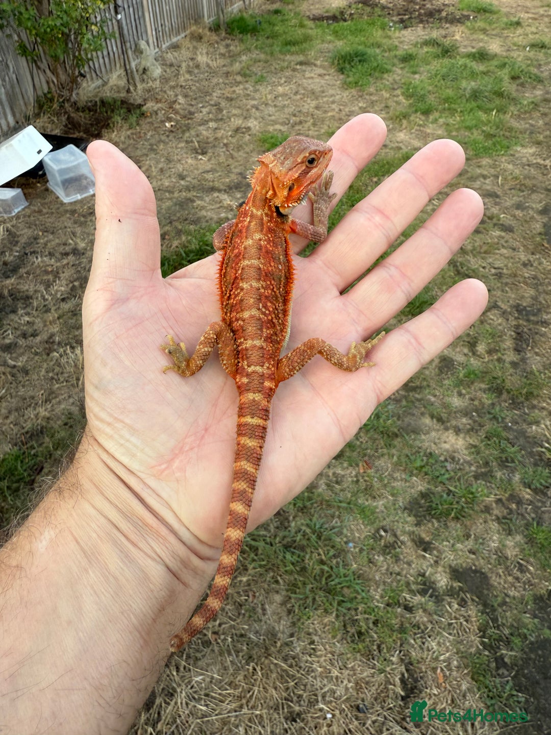 Bearded Dragon reptiles for sale: Bearded Dragon Red Monster line  - Image 4