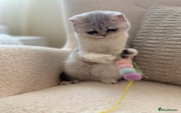British Shorthair cats for sale: British shorthair chinchilla girl - Image 3