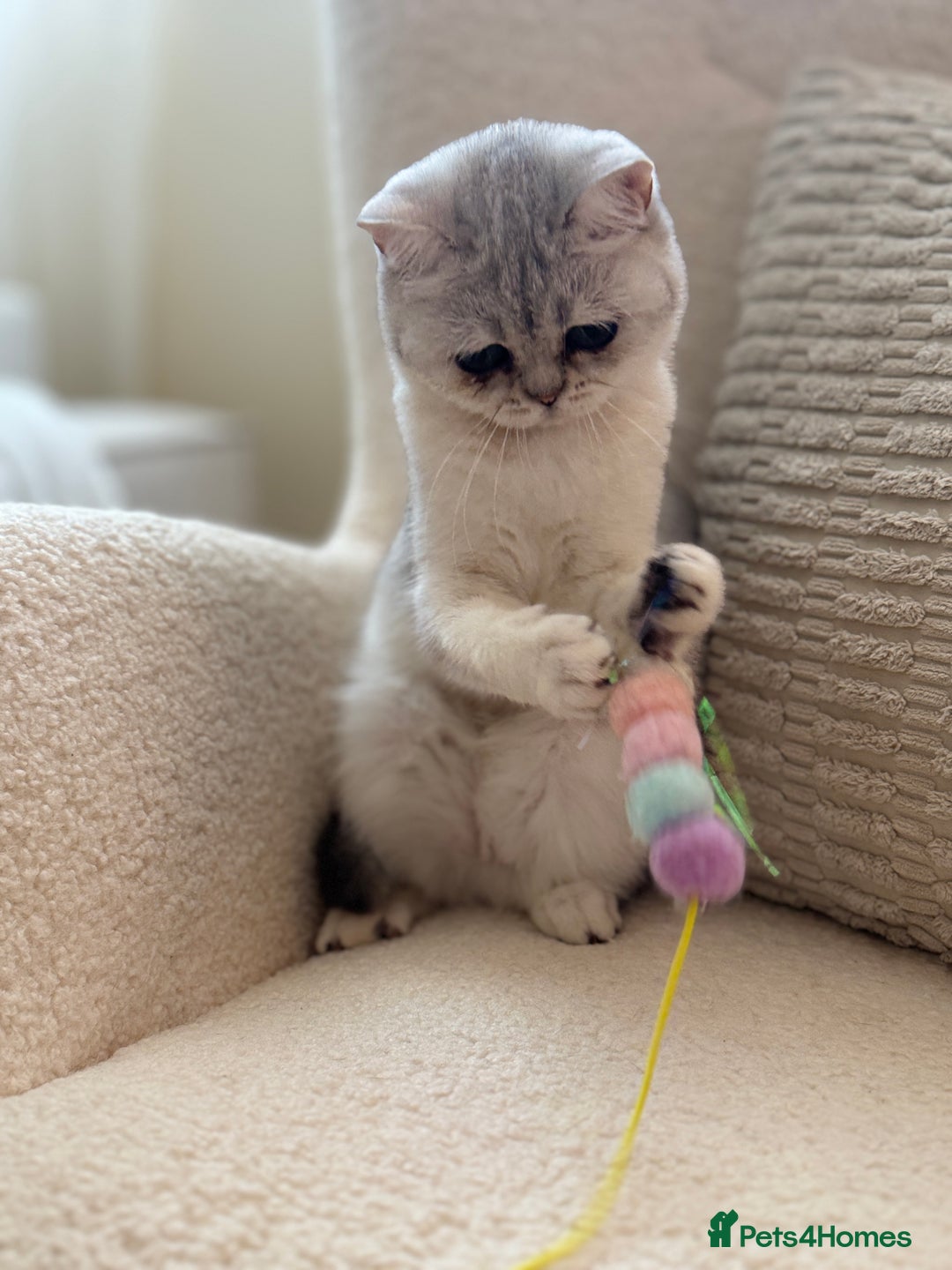 British Shorthair cats for sale: British shorthair chinchilla girl - Image 3