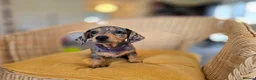 Miniature Dachshund dogs for sale: KC Registered Mini Dachshund Puppies. Rare colors - Advert 19