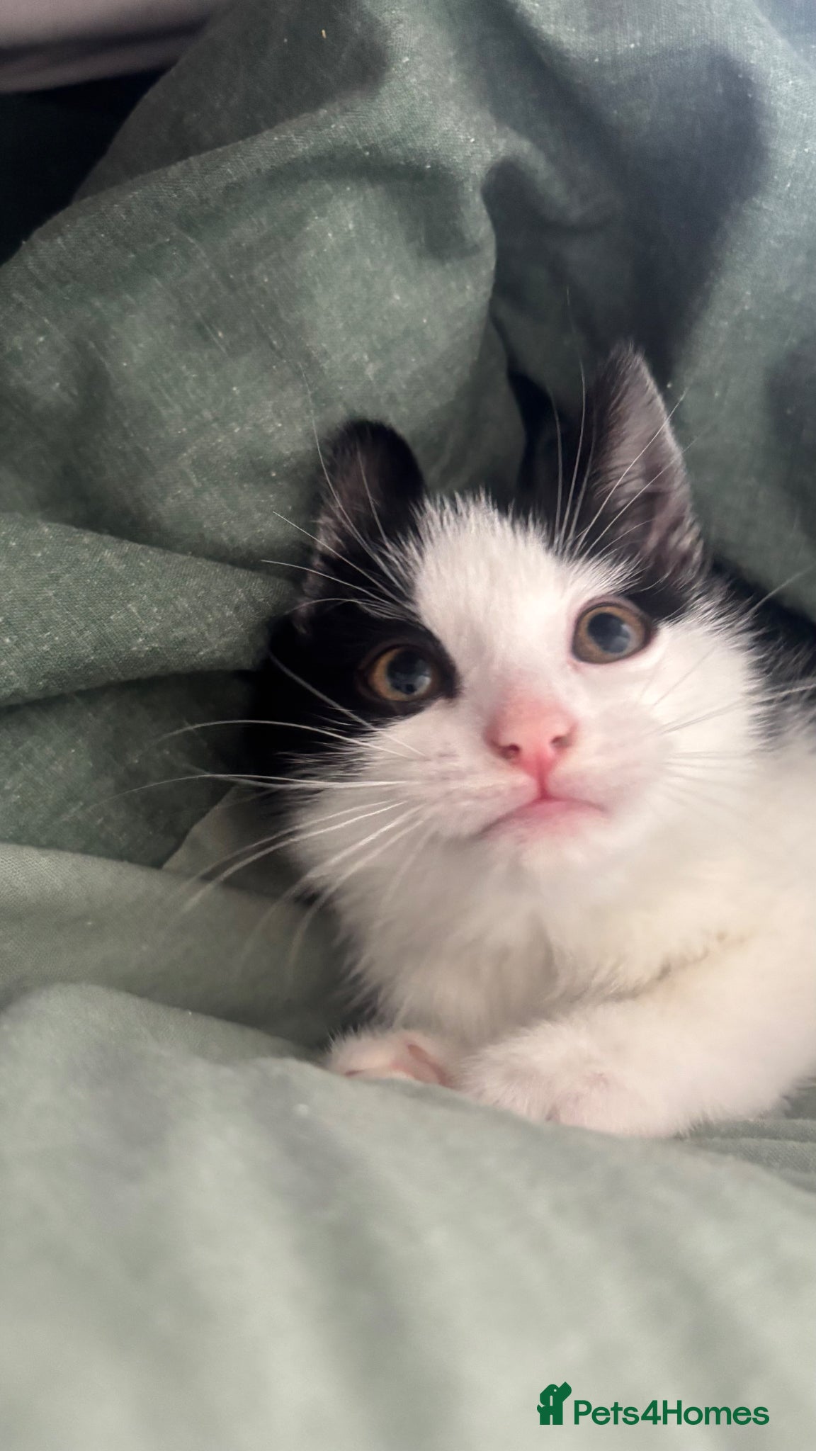 Mixed Breed cats norwegian mix - Advert 1