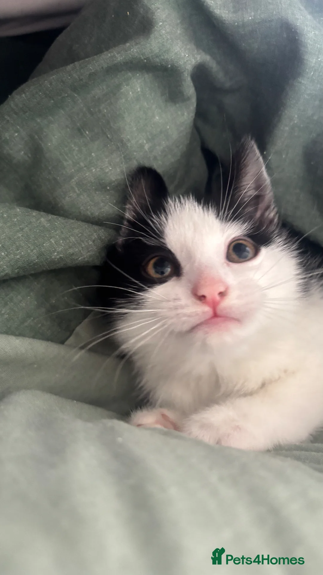 Mixed Breed cats for sale: norwegian mix - Advert 1