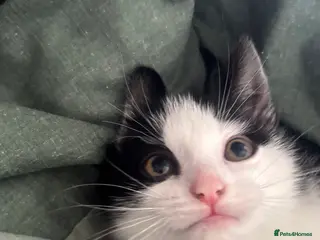 Mixed Breed cats norwegian mix - Advert 1