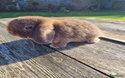 Mini Lop rabbits for sale: Mini lop babies *RESERVED* - Image 3