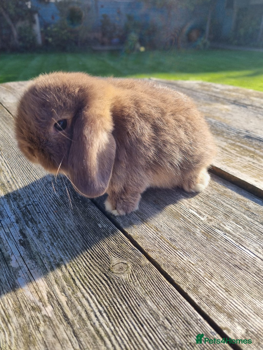 Mini Lop rabbits for sale: Mini lop babies *RESERVED* - Image 3