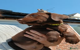 Labrador Retriever dogs for sale: **READY NOW**CHOCOLATE LAB PUPS - Image 14