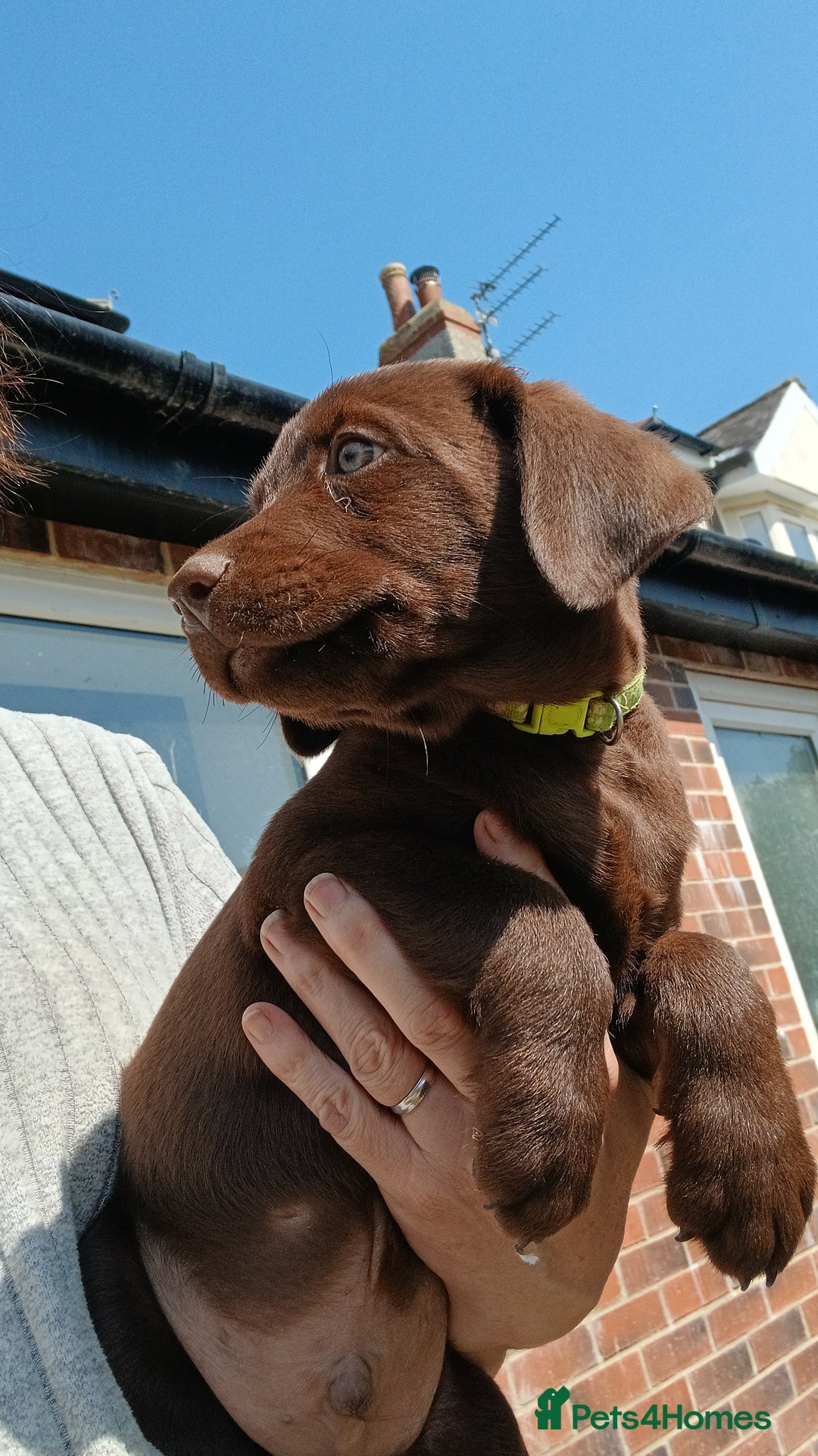 Labrador Retriever dogs for sale: **READY NOW**CHOCOLATE LAB PUPS - Image 14