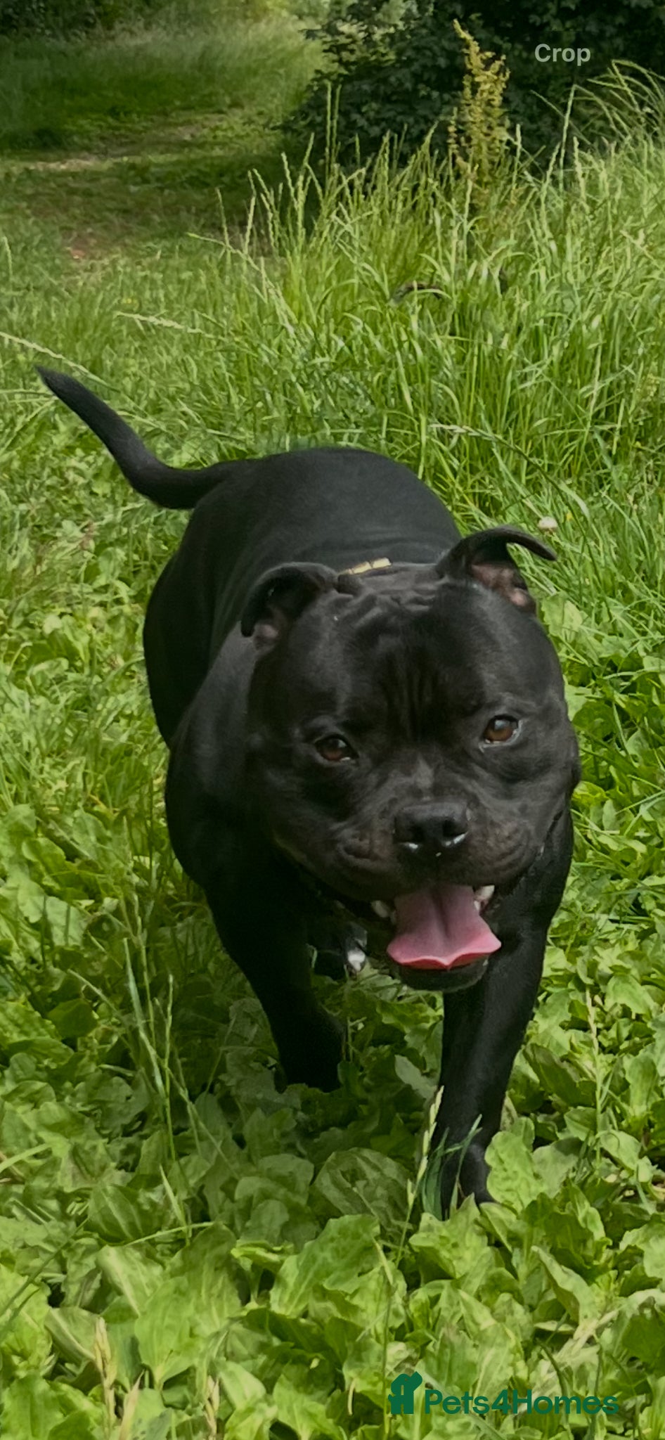 Staffordshire Bull Terrier dogs  stud carrying blue pedigree full of champions  - Advert 19