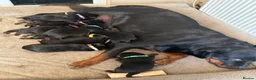 Rottweiler dogs for sale: 10 KC Registered Chunky Rottweiler Pups for Sale - Advert 9