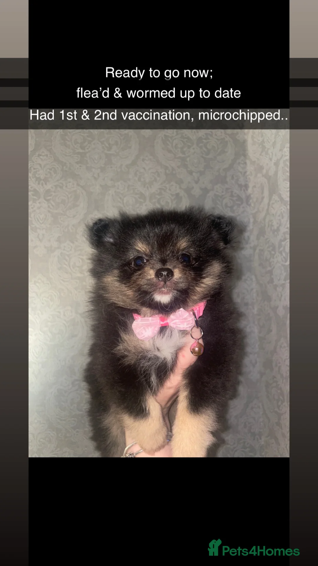 Pomeranian dogs for sale: 4 beautiful Pomeranians in Sheffield - Advert 6