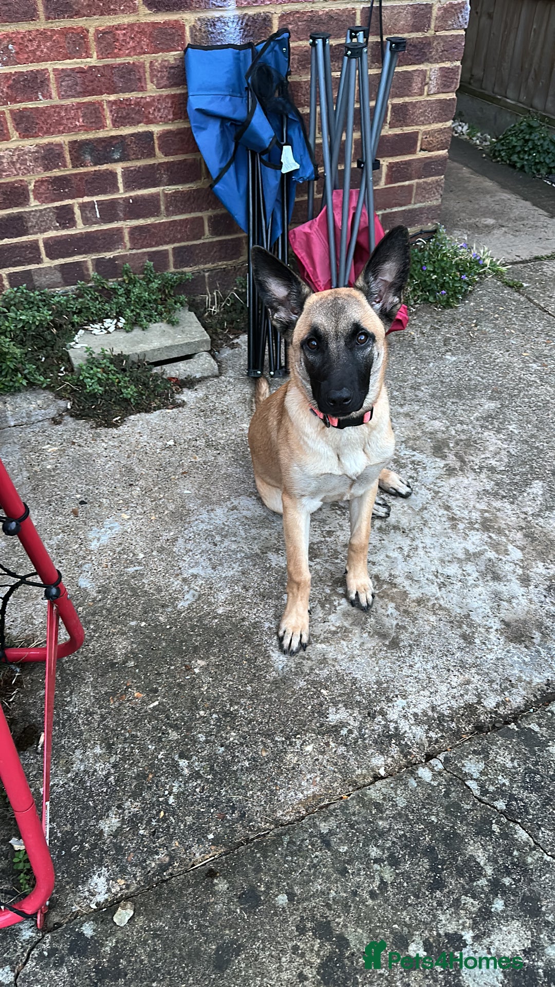 Belgian Shepherd Dog dogs for sale: Ki-Ki the Belgium Shepherd  - Image 2