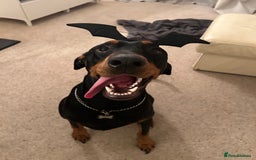 Dobermann dogs for sale: Dobermann male - Image 7