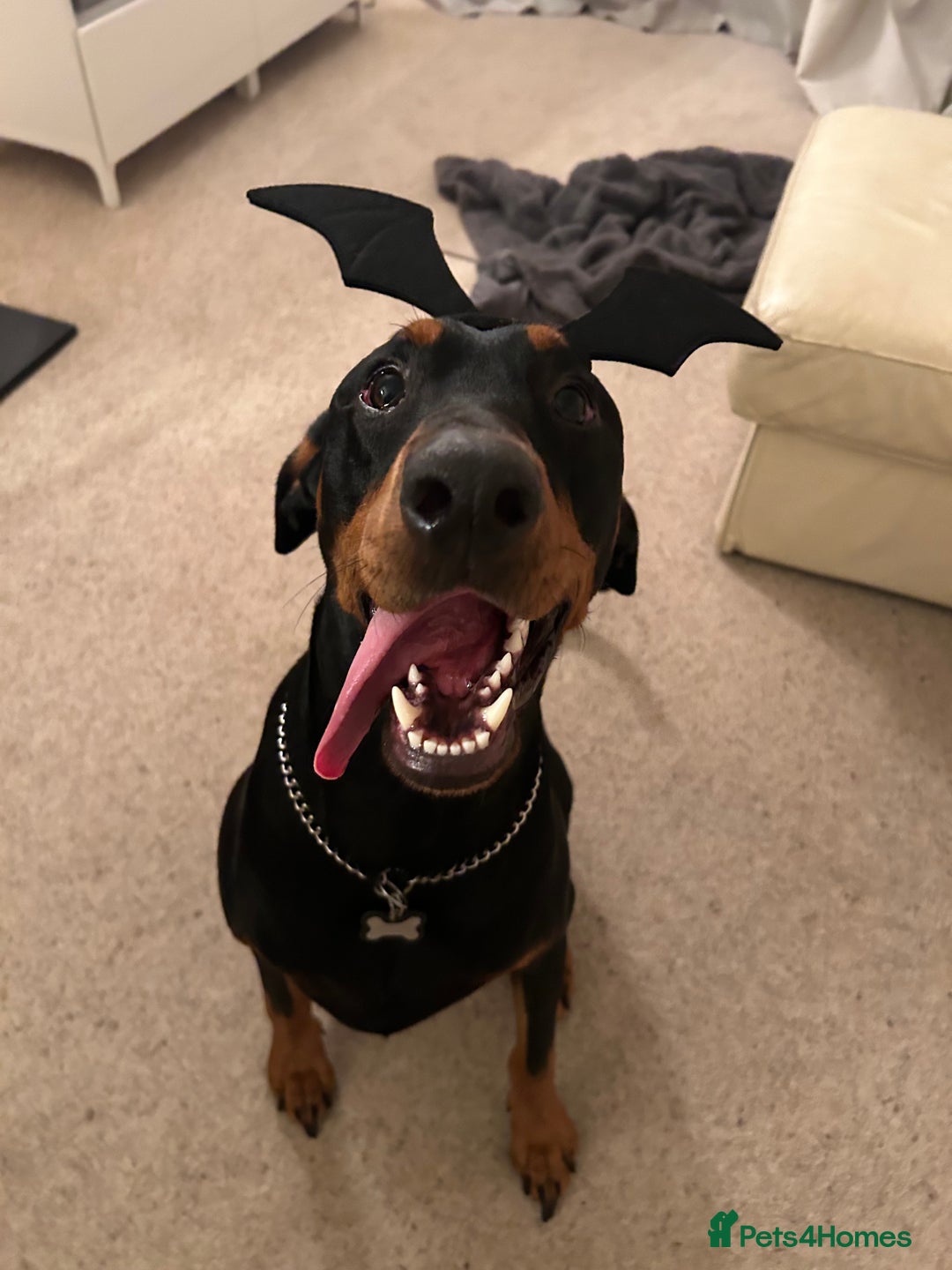 Dobermann dogs for sale: Dobermann male - Image 7