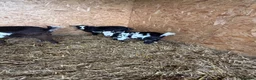 Goats livestock for sale: Pigmy goats ready to leave  - Advert 3