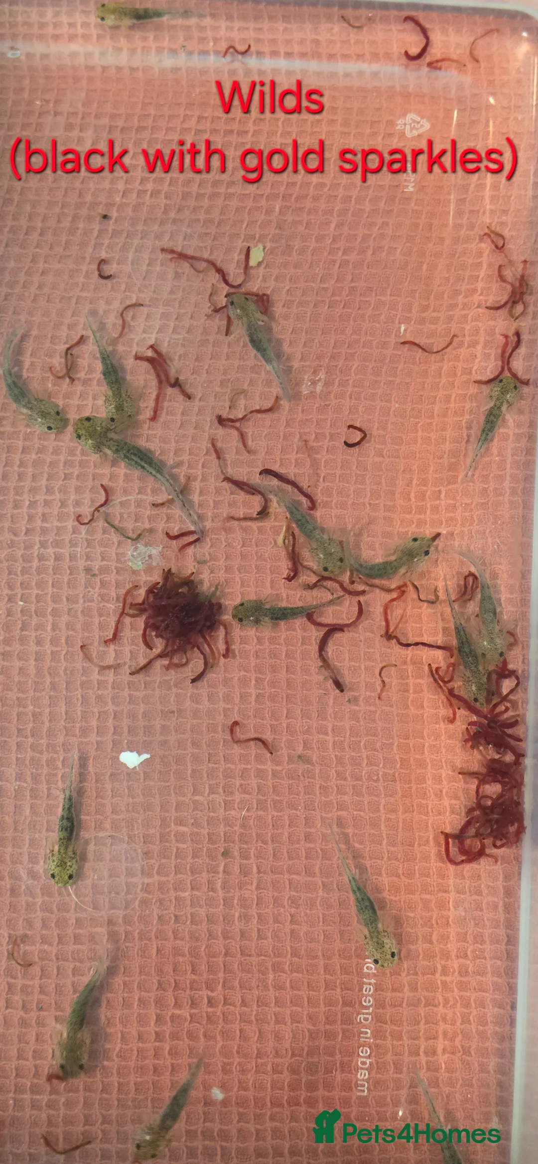 Axolotl reptiles for sale: Axololt Babies - Advert 2