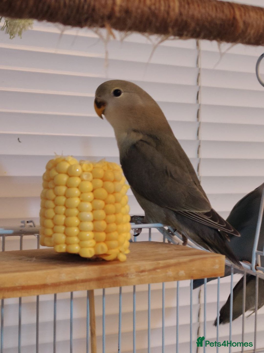 Lovebirds birds for sale: 🐦 Story of The Cutie Siblings! 💚 - Image 5