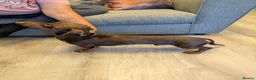 Miniature Dachshund dogs for stud: CHOCOLATE & TAN MINIATURE DACHSHUND — ROLO  - Advert 5