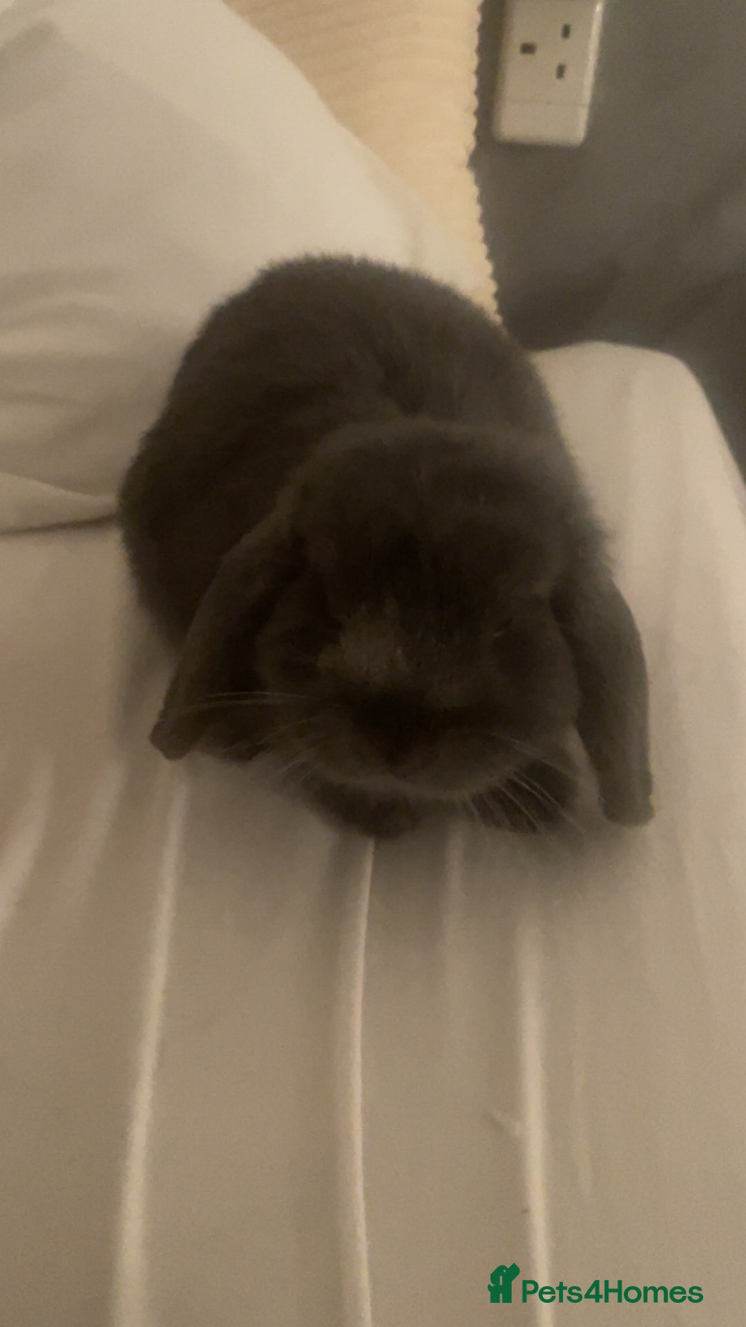 Mini Lop rabbits for sale: gorgeous mini lop girl for sale! - Advert 1