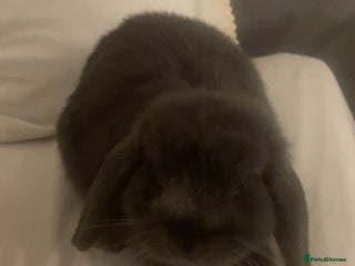 Mini Lop rabbits gorgeous mini lop girl for sale! - Advert 1