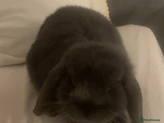 Mini Lop rabbits gorgeous mini lop girl for sale! - Advert 8