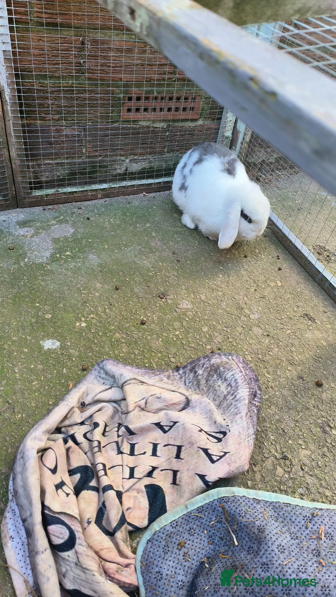 Mini Lop rabbits for sale: Charlie doe mini lop - Advert 4