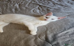 Turkish Angora cats for sale: Adorable 2 Kittens - Image 4
