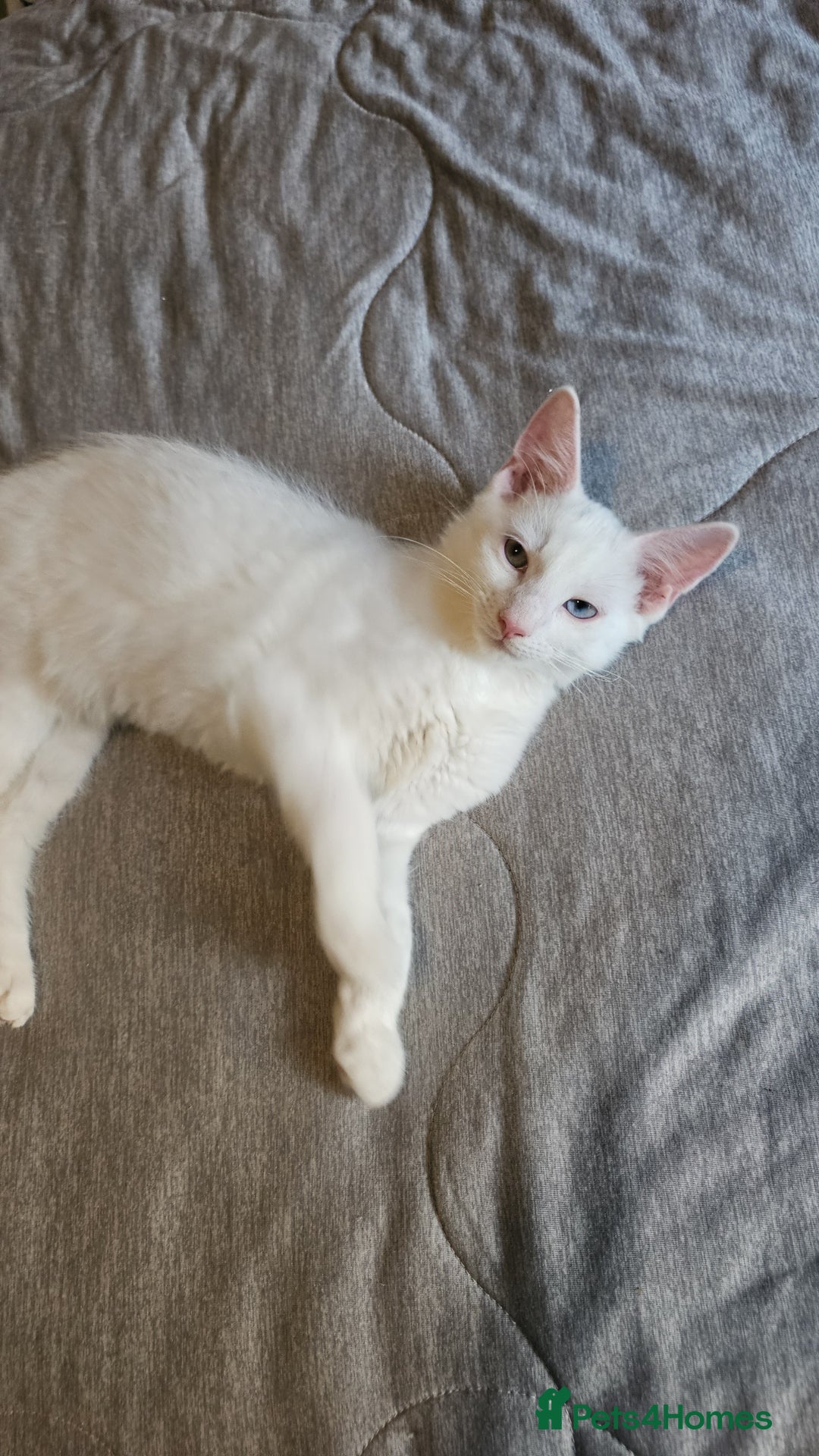 Turkish Angora cats for sale: Adorable 2 Kittens - Image 4