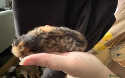 Domestic Shorthair cats for sale: 5 Domestic Shorthair Kittens - Image 27