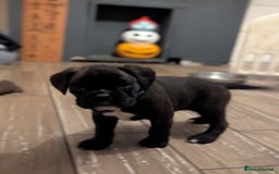 Boxer dogs for sale: Kc reg boxer pups for sale  - Image 12