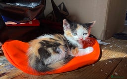 Mixed Breed cats for sale: 3 KITTENS READY TO GO - Image 4