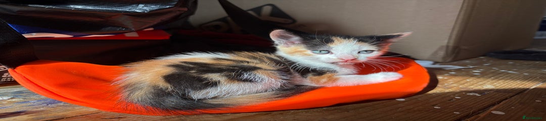 Mixed Breed Kitten