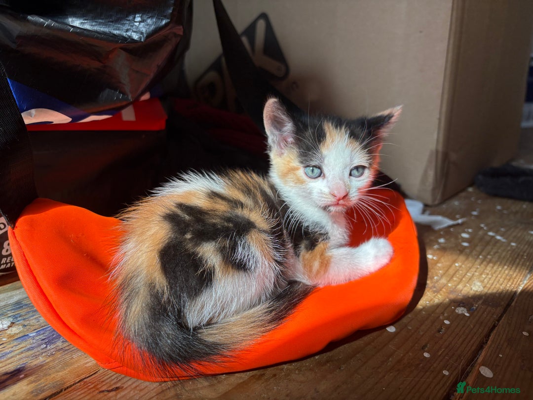 Mixed Breed cats for sale: 3 KITTENS READY TO GO - Image 4