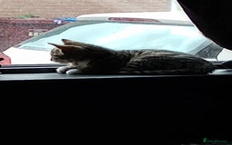 Mixed Breed cats for sale: 3 ADORABLE STRIPEY FURBALLS  - Image 7