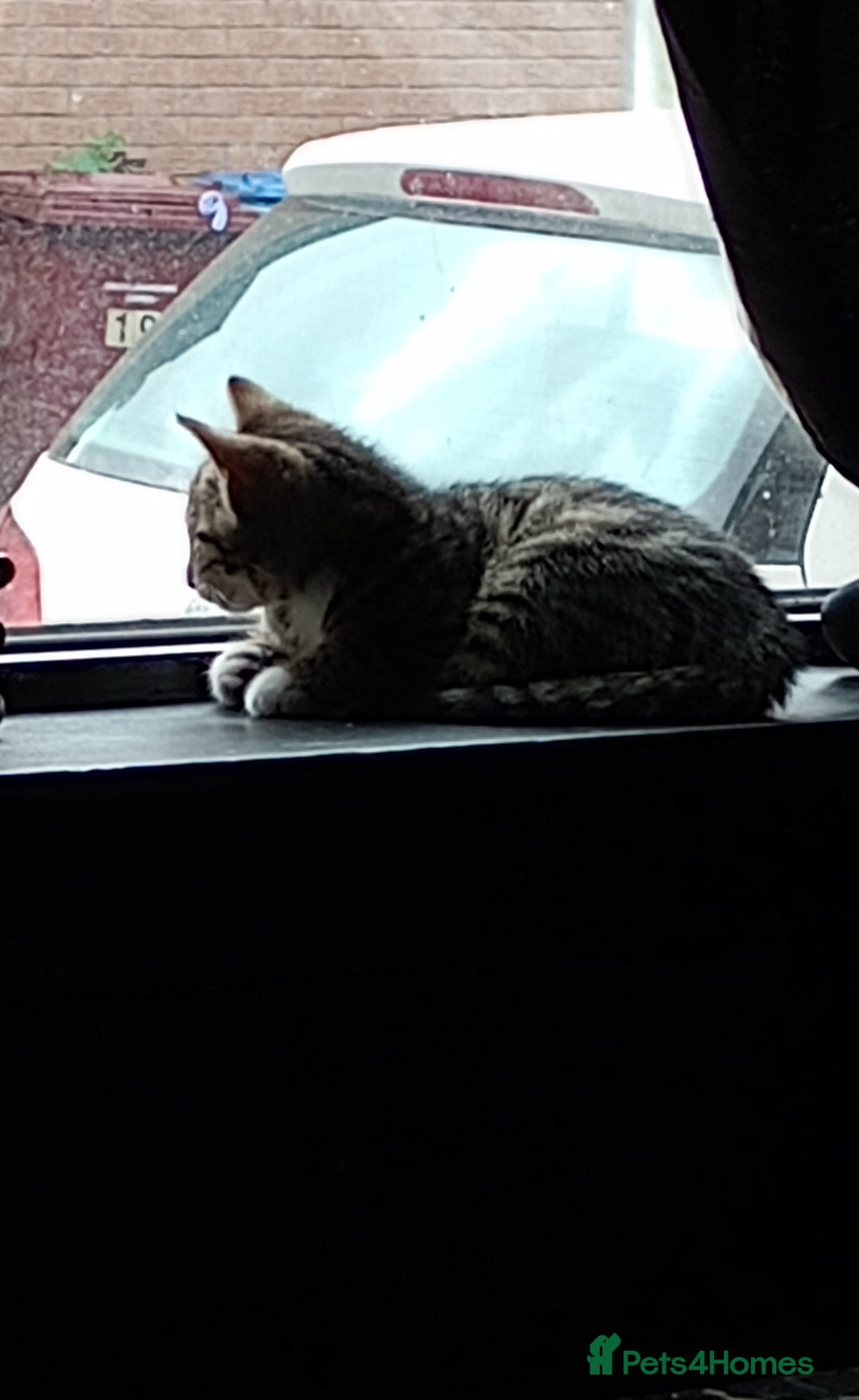 Mixed Breed cats for sale: 3 ADORABLE STRIPEY FURBALLS  - Image 7