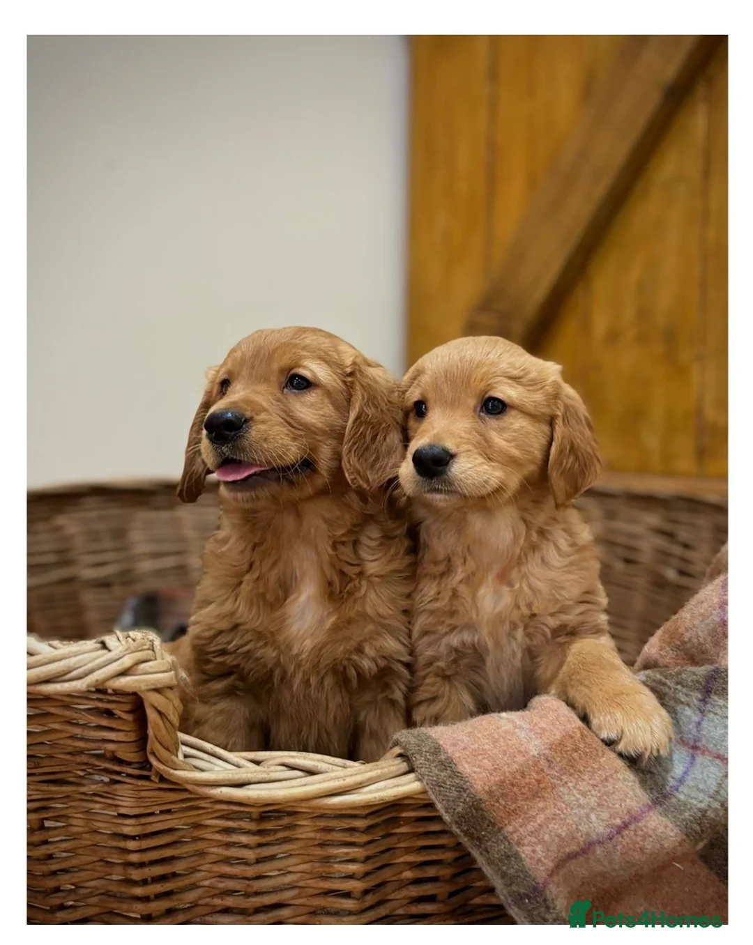 Golden Retriever dogs for sale: Quality KC Registered Golden Retriever Puppies - Advert 39